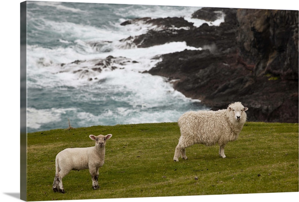 Sheep and lamb near cliff edge, Stony Bay, Banks Peninsula, Canterbury
