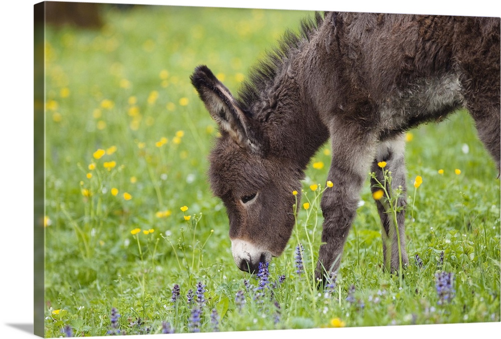Esel-Fohlen auf Blumenwiese, Equus asinus, Deutschland / Donkey foal on flowering meadow, Equus asinus, Bavaria, Germany, ...