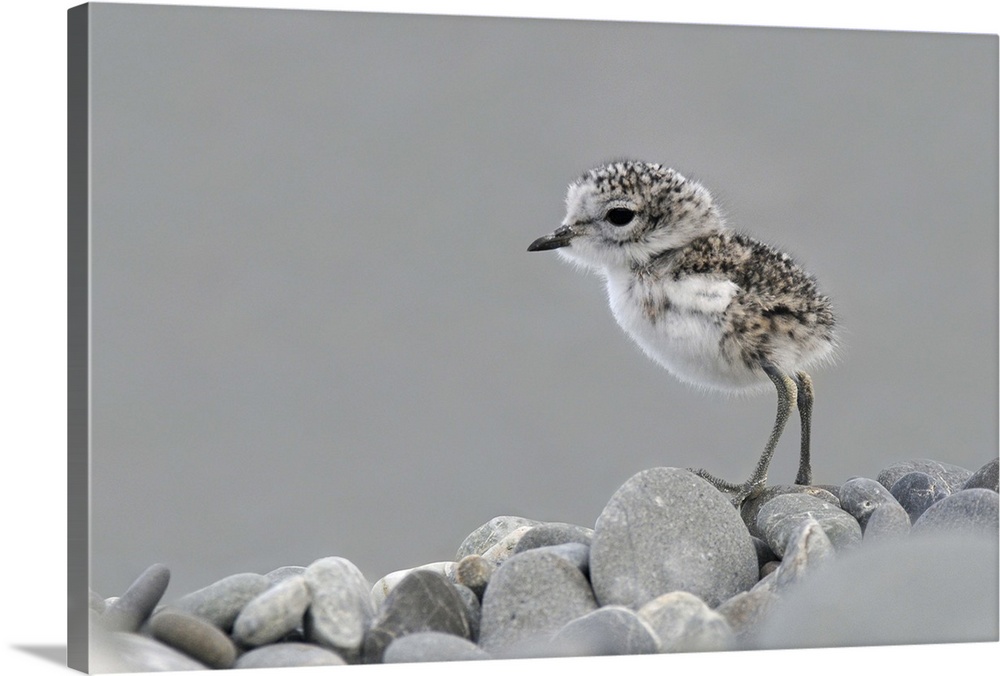 A newly hatched banded dotterel chick (Charadrius bicintus bicintus), Lake Ellesmere