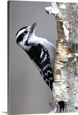 Downy Woodpecker (Picoides pubescens), Canada