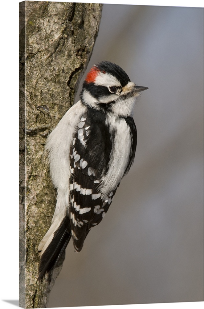 downy woodpecker (Picoides pubescens), Male, Kensington Metro Park, MI