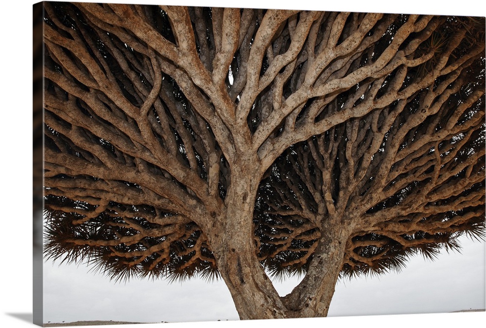 Dragon-blood Tree crown, Socotra, Yemen.