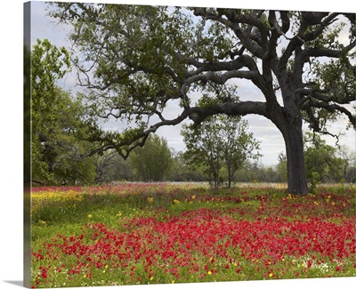 Drummond's Phlox (Phlox drummondii) meadow near Leming, Texas