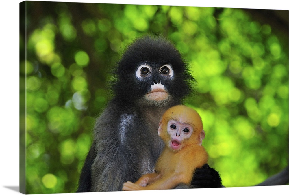 Dusky Leaf Monkey mother with baby, Khao Sam Roi Yot National Park  Solid-Faced Canvas Print