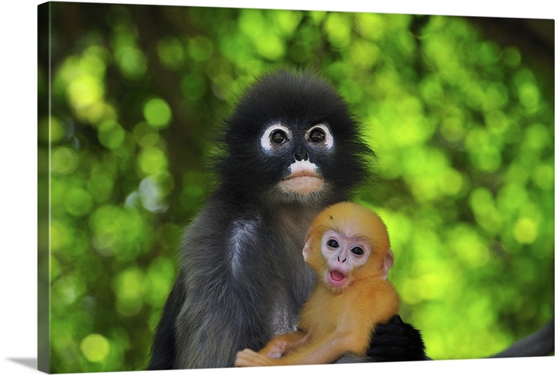 Laminated Dusky Leaf Monkey Mother and Newborn Baby Photo Art