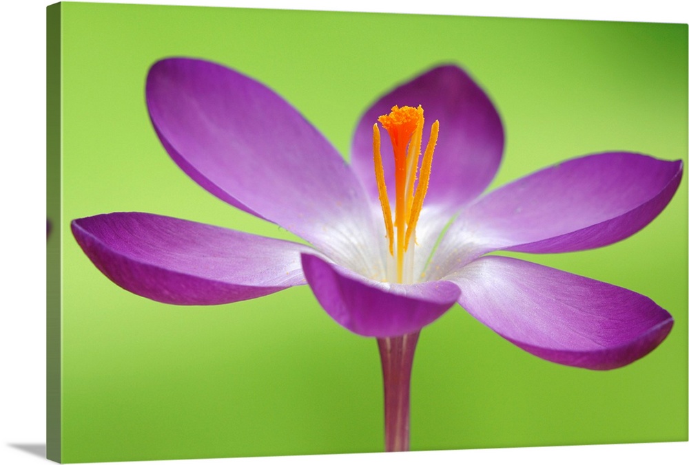 Up close photograph of flower blossom and stamen on bright neon background.