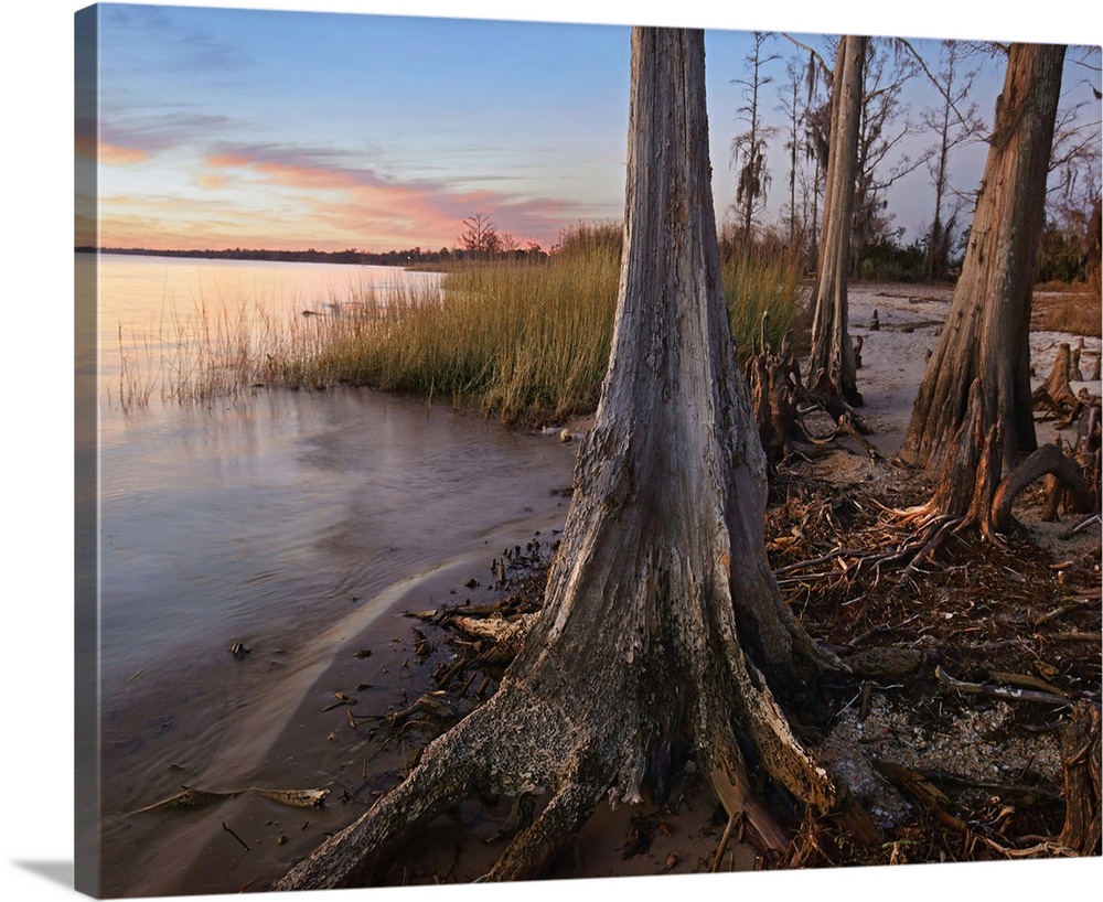 Dwarf Cypress along Lake Pontchartrain, Fontainbleu State Park, Louisiana