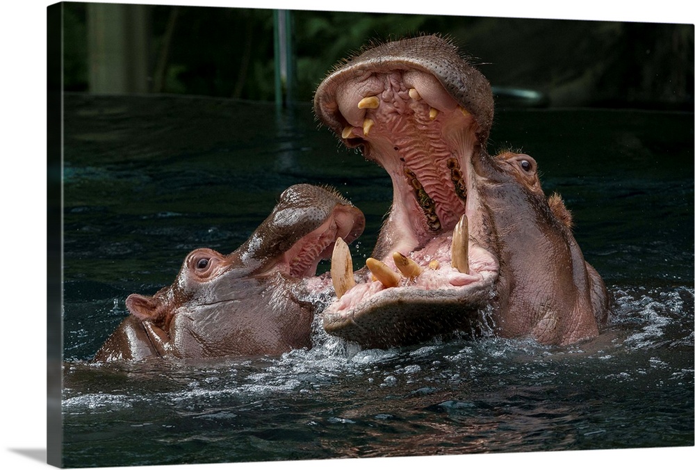 East African River Hippopotamus mother and calf playing, native to Africa