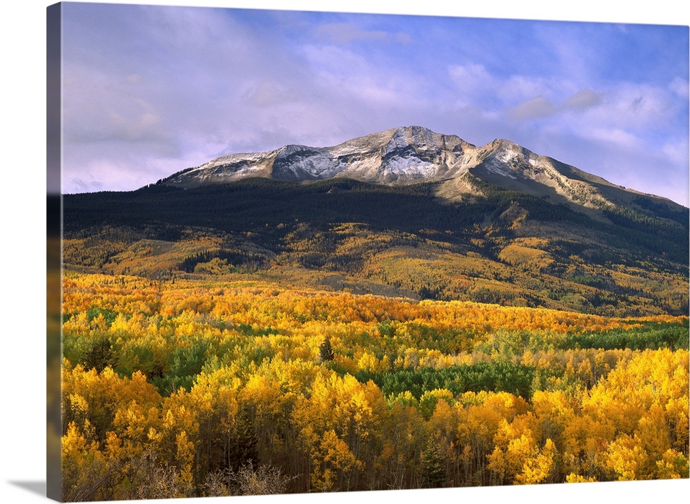 East Beckwith Mountain and trees in fall color, Gunnison National Forest, Colorado
