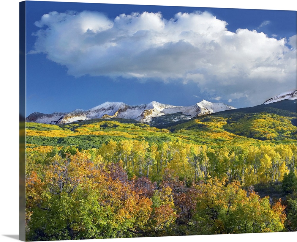 Photograph of snow covered mountain range flanked by fall colored Aspen forests under cumulus clouds.