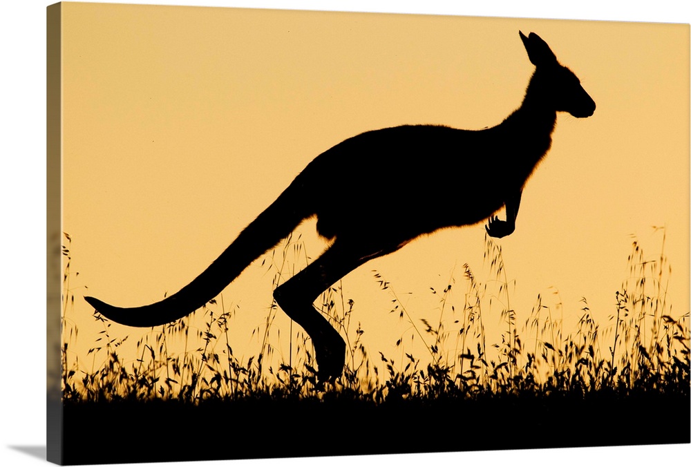 Eastern Grey Kangaroo (Macropus giganteus) female hopping at sunset, Mount Taylor Nature Reserve, Canberra, Australian Cap...
