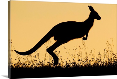 Eastern Grey Kangaroo female hopping at sunset, Canberra, Australia