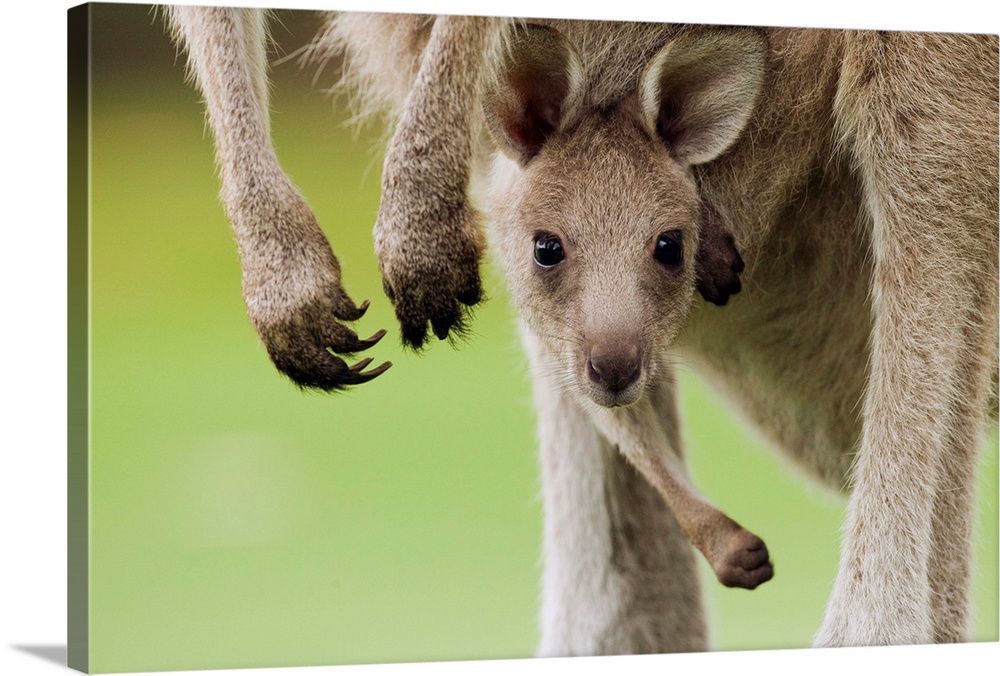 Eastern Grey Kangaroo (Macropus giganteus) joey peering from mother's pouch, Jervis Bay, New South Wales, Australia.