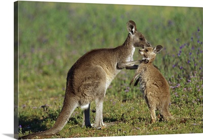 Eastern Grey Kangaroo (Macropus giganteus) mother with joey, Australia