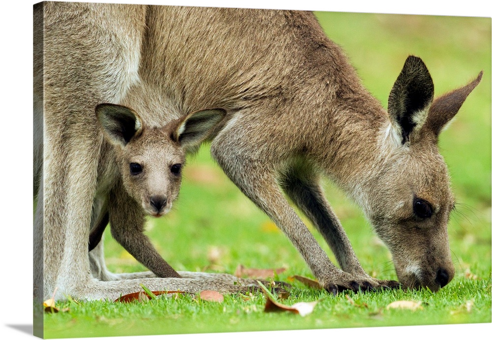 Eastern Grey Kangaroo (Macropus giganteus) mother grazing with joey peering from pouch, Jervis Bay, New South Wales, Austr...