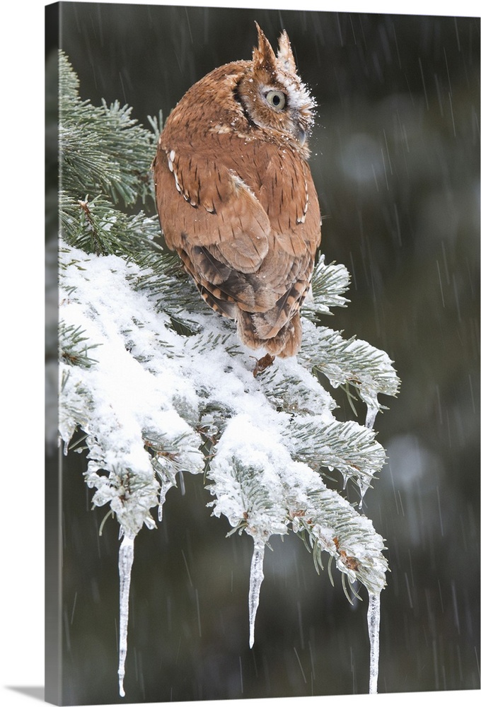 screech owl (Otus asio), Captive, Howell, Nature Center, MI