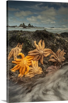 Eleven-armed Sea Star group on coastal rocks at low tide, New Zealand