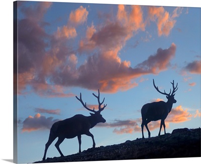 Elk Bulls, Rocky Mountain National Park, Colorado