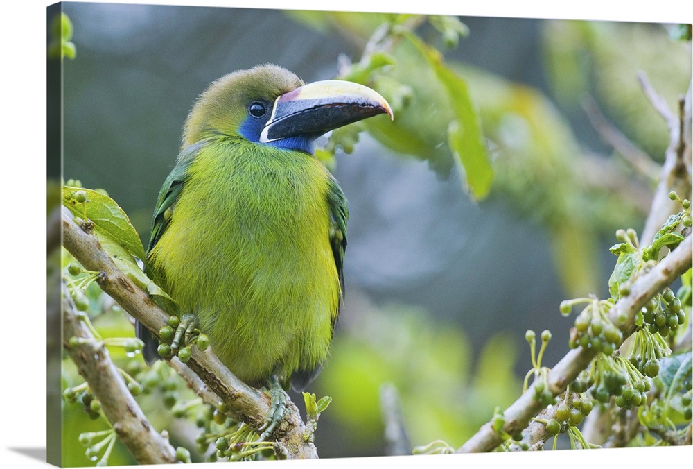emerald toucanet Aulacorhynchus prasinus, bird, costa rica,