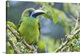 image thumbnail of emerald toucanet Aulacorhynchus prasinus, bird, costa rica,