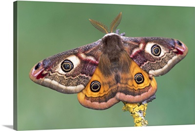 Emperor Moth (Pavonia pavonia), Switzerland