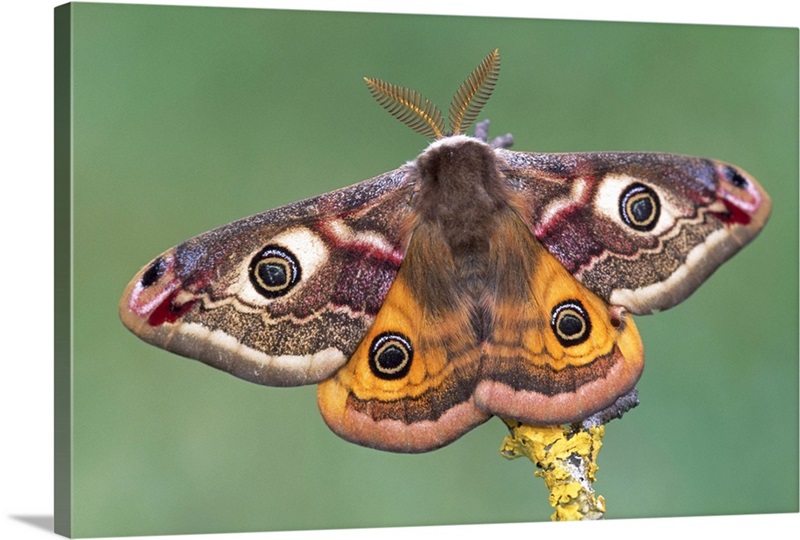 Emperor Moth (Pavonia pavonia), Switzerland Wall Art, Canvas Prints ...