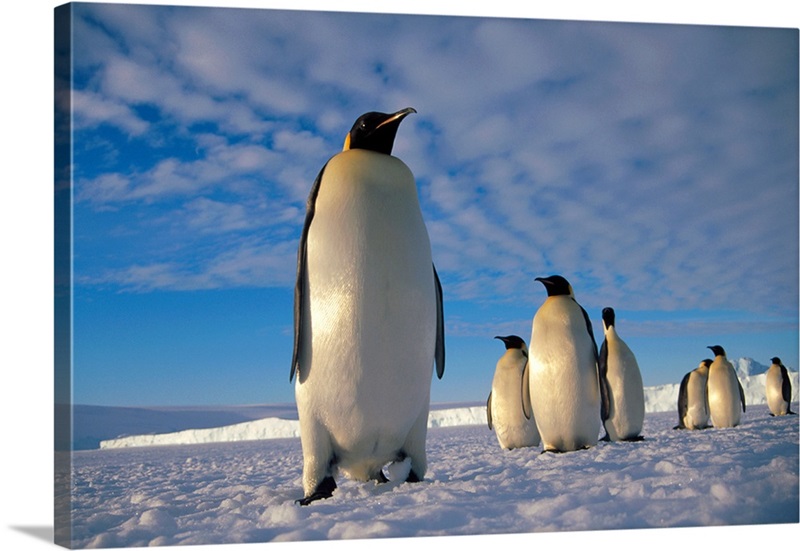 Emperor Penguin | Great Big Canvas