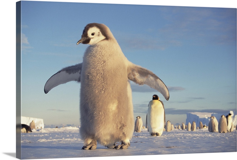 Emperor Penguin (Aptenodytes forsteri) large chick on fast ice, midnight sun in austral spring, No-name Rookery, Princess ...