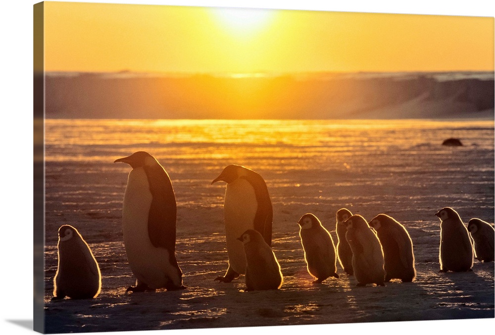 Emperor Penguin adult pair with chicks walking at sunset, Weddell Sea, Antarctica