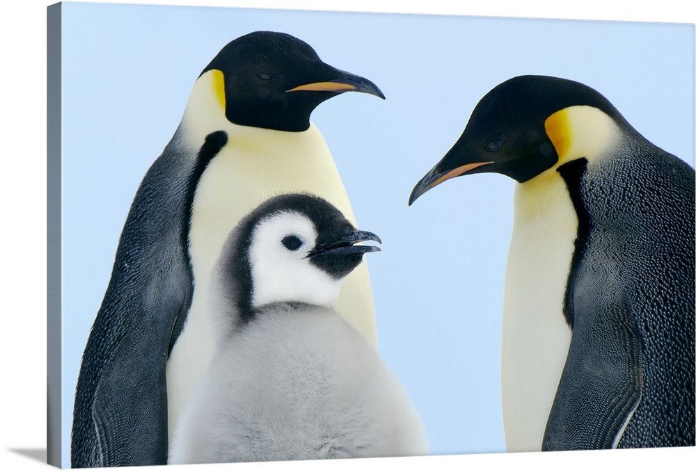 Penguins Family Print SINGLE CANVAS WALL ART Picture Pink 