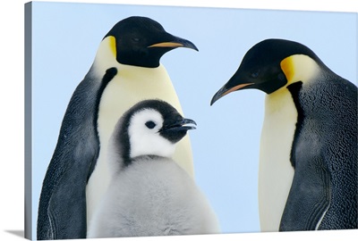 Emperor Penguin (Aptenodytes forsteri) family, Weddell Sea, Antarctica