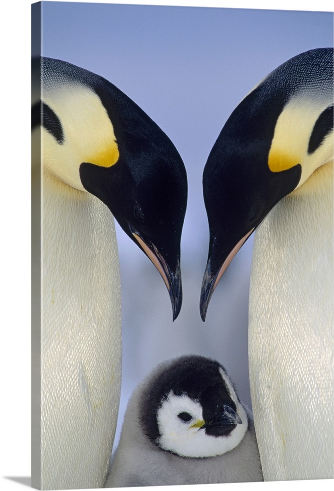 Emperor Penguin (Aptenodytes forsteri) parents greeting chick, Atka Bay, Princess Martha Coast, Weddell Sea, Antarctica