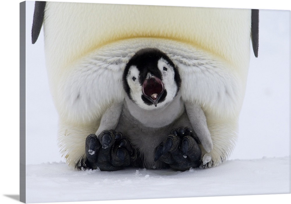 Emperor Penguin (Aptenodytes forsteri) chick on the feet of an adult calling, Antarctica