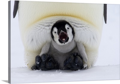Emperor Penguin chick on the feet of an adult calling, Antarctica