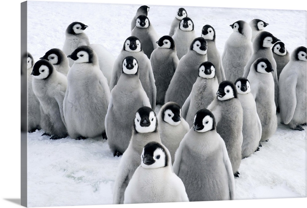Emperor Penguin (Aptenodytes forsteri) chicks, Snow Hill Island, Antarctica