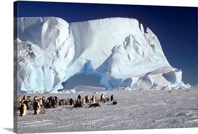 Emperor Penguin colony and iceberg, Weddell Sea, Antarctica