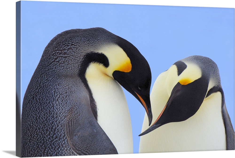 Emperor Penguin (Aptenodytes forsteri) pair courting, Snow Hill Island, Antarctica