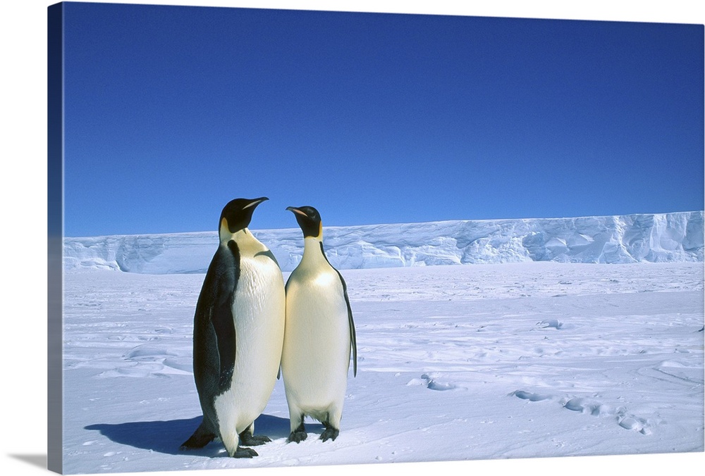 Emperor Penguin (Aptenodytes forsteri) pair, Flutter EP Rookery, Cape Darnley, Australian Antarctic Territory, Antarctica