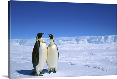 Emperor Penguin pair, Flutter EP Rookery, Antarctica
