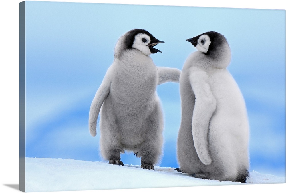 This horizontal wildlife photograph shows two baby penguins standing in the snow in a way that could be humorously interpr...