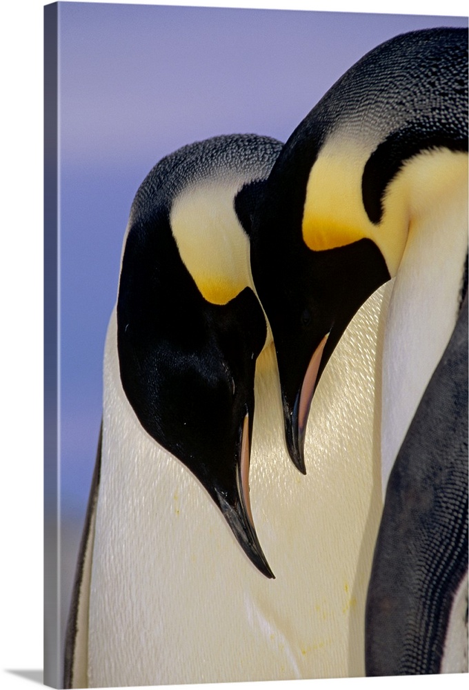 Emperor Penguin (Aptenodytes forsteri) courting pair, Atka Bay, Princess Martha Bay, Weddell Sea, Antarctica