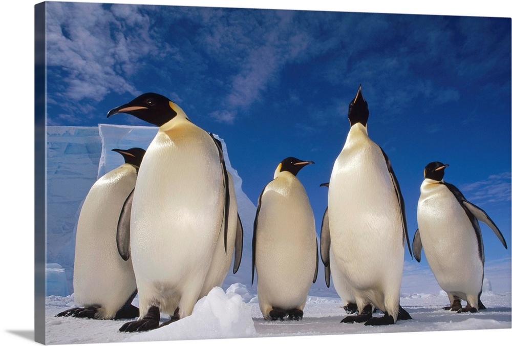Emperor Penguin (Aptenodytes forsteri) group, near Ekstrom Ice Shelf, Weddell Sea, Antarctica