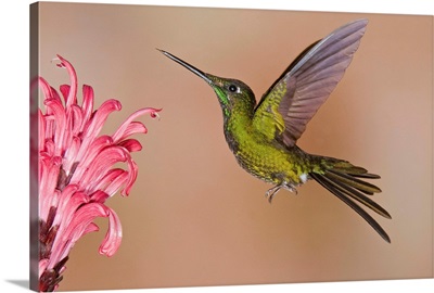 Empress Brilliant hummingbird feeding on flower nectar