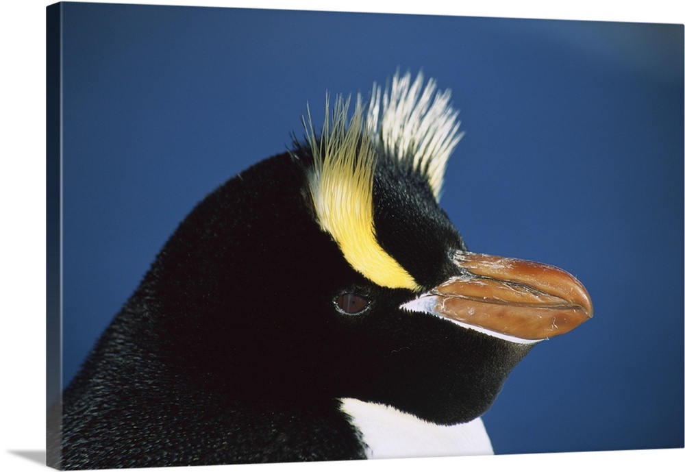 Erect-crested Penguin (Eudyptes sciateri) close-up portrait, restricted to Proclamation Island, Bounty Islands, New Zealand