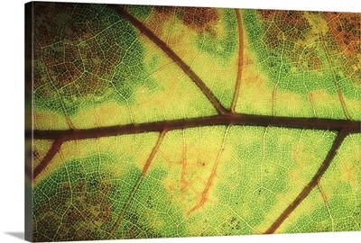 European Beech (Fagus sylvatica) detail of leaf showing venation, Europe
