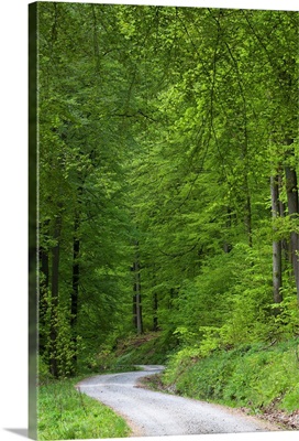 European Beech forest in spring with road, Lower Saxony, Germany