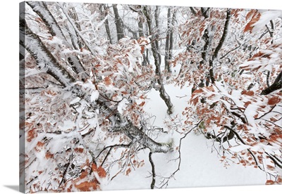 European Beech forest in winter, Vosges, France
