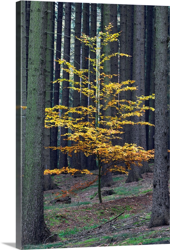 Beech Tree (Fagus slyvatica) in autumn colour, single young tree in monoculture of Norway Spruce, Germany