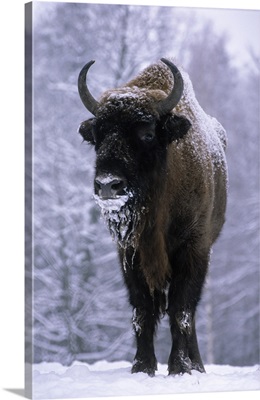 European Bison or Wisent (Bison bonasus) in snow, Europe
