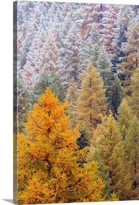 European Larch snowy forest in autumn, Alps, Switzerland